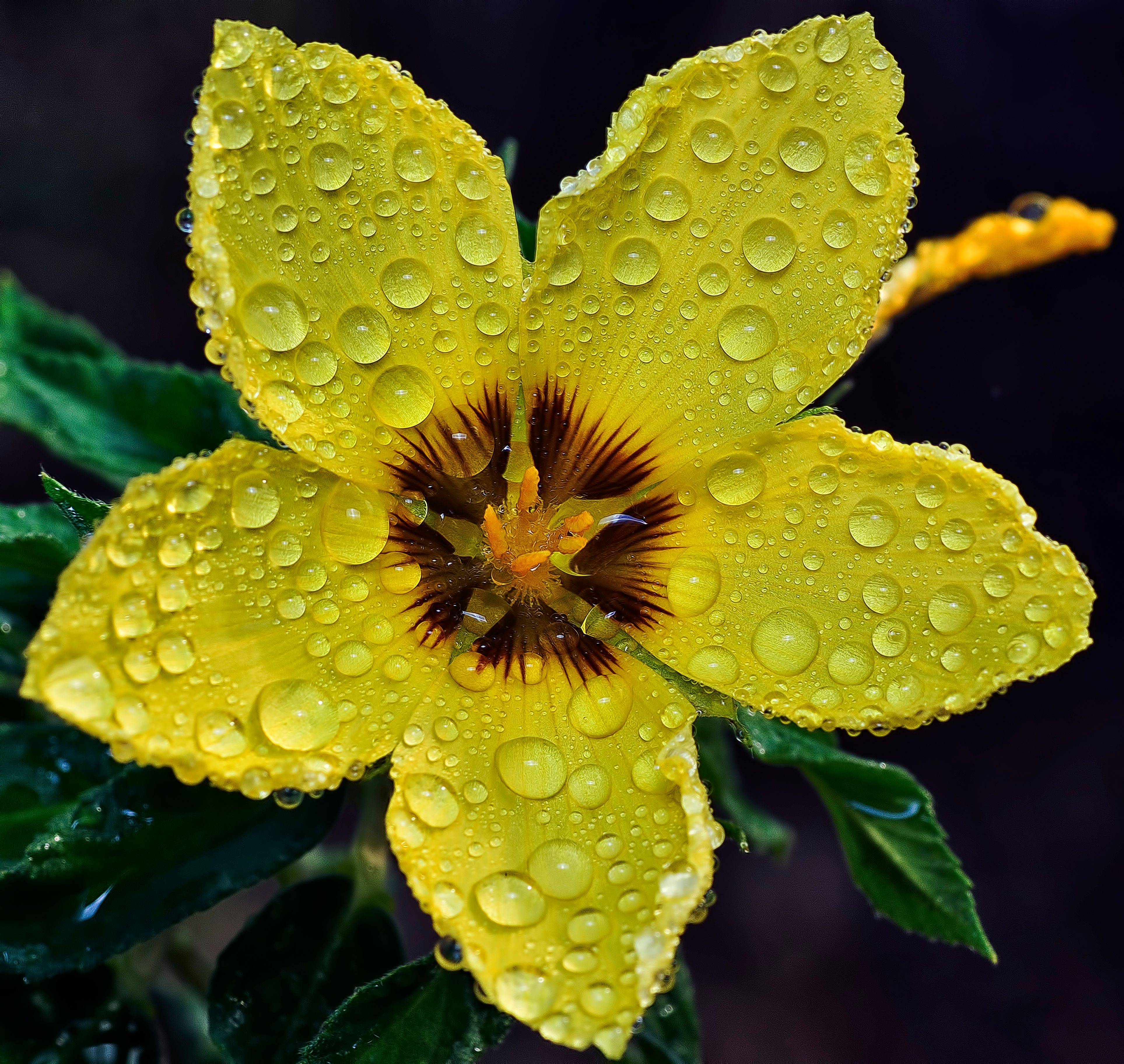 Damiana Leaf: The Ancient Herb of Passion, Balance, and Botanical Wisdom