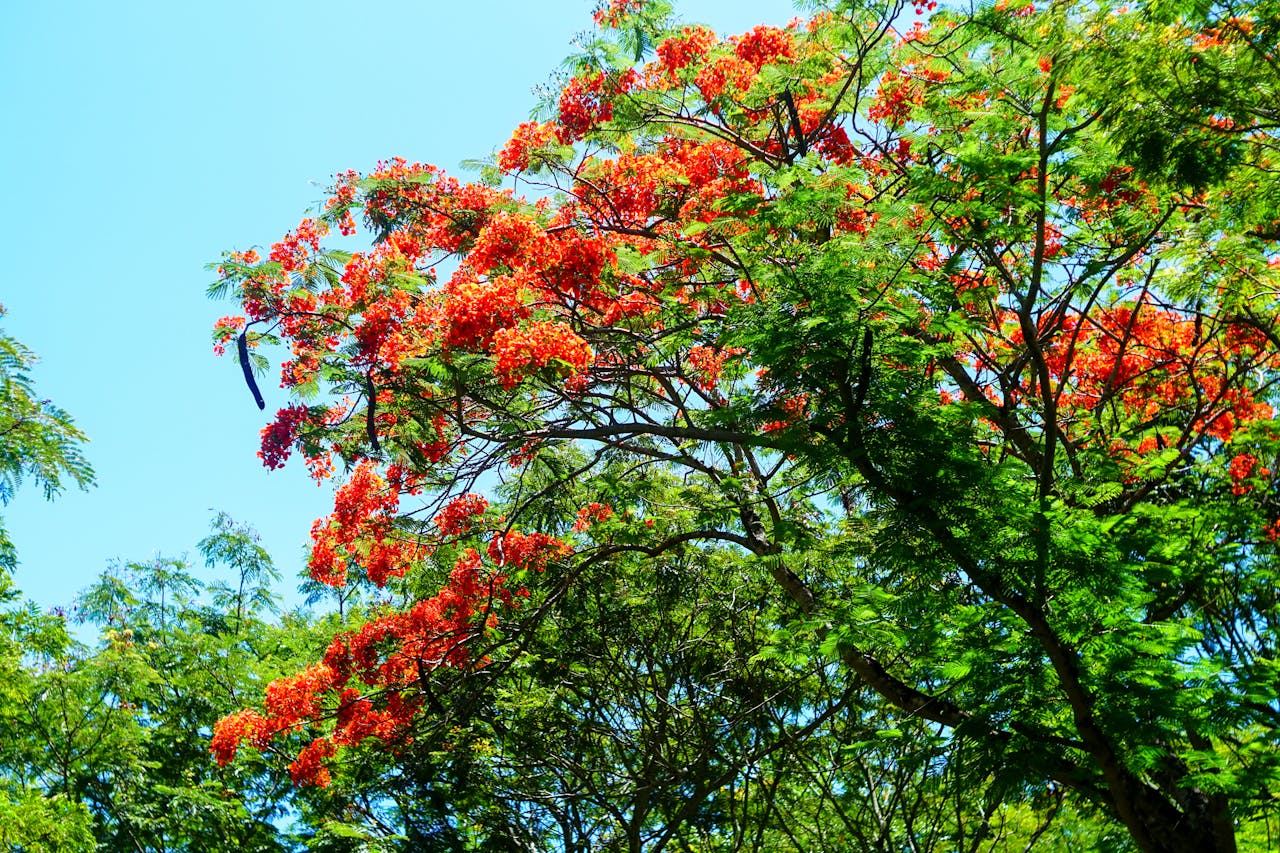 Tài liệu ôn thi tốt nghiệp THPT môn Ngữ văn 2026 – Giọng điệu và ngôn ngữ thơ