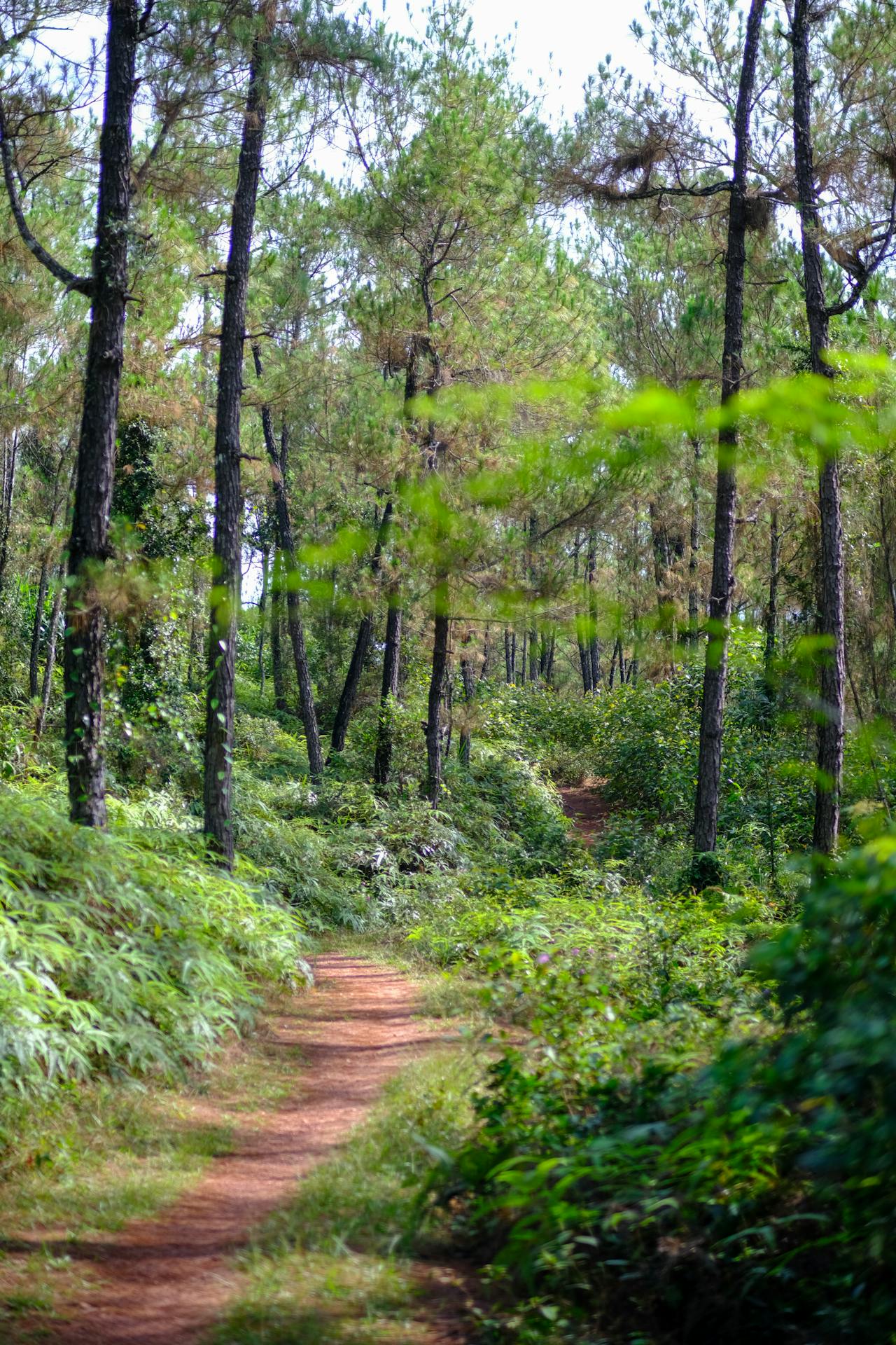 Orwell dẫn dắt Chomsky đến chủ nghĩa vô chính phủ