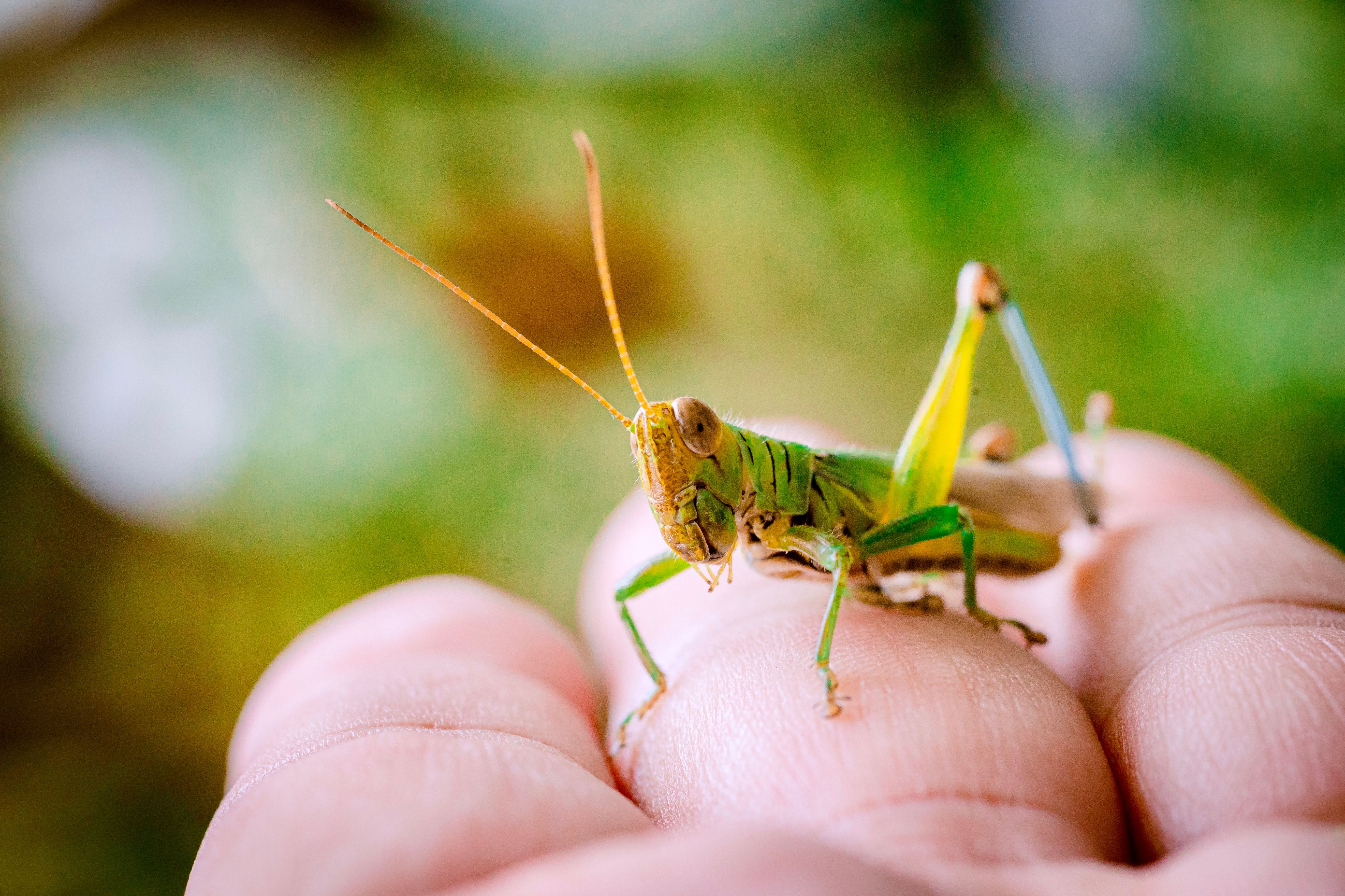 Close-up of a Grasshopper on Human Hand · Free Stock Photo