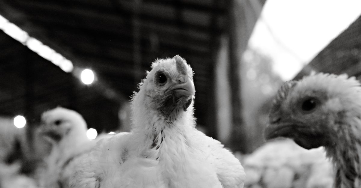 bird flu