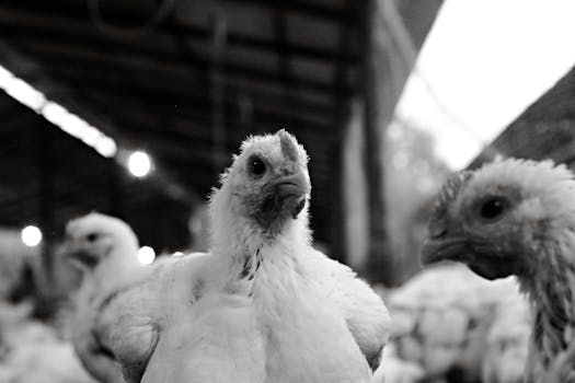 Captivating black and white close-up of chickens in an Ecuadoran farm.