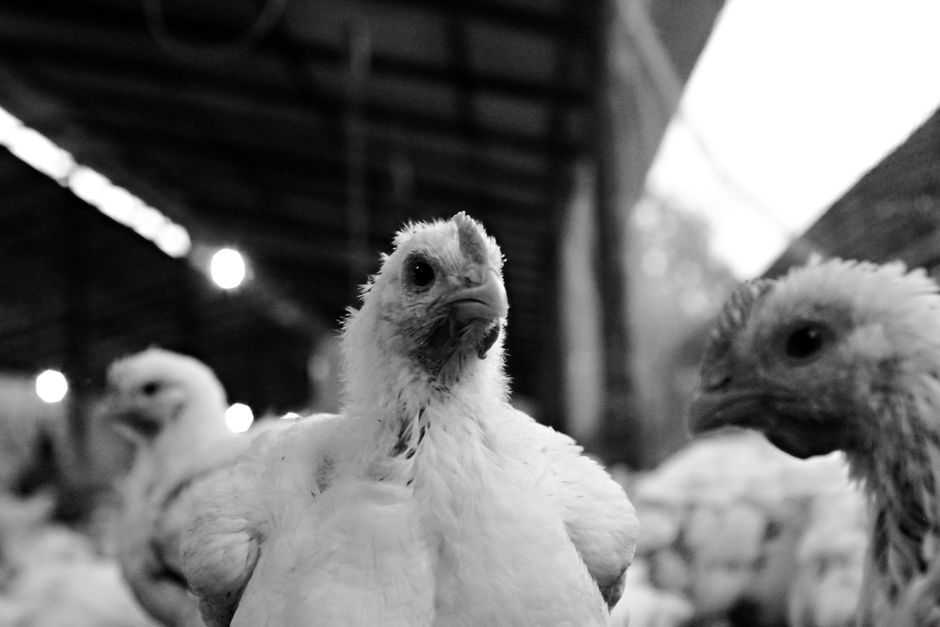 Captivating black and white close-up of chickens in an Ecuadoran farm.