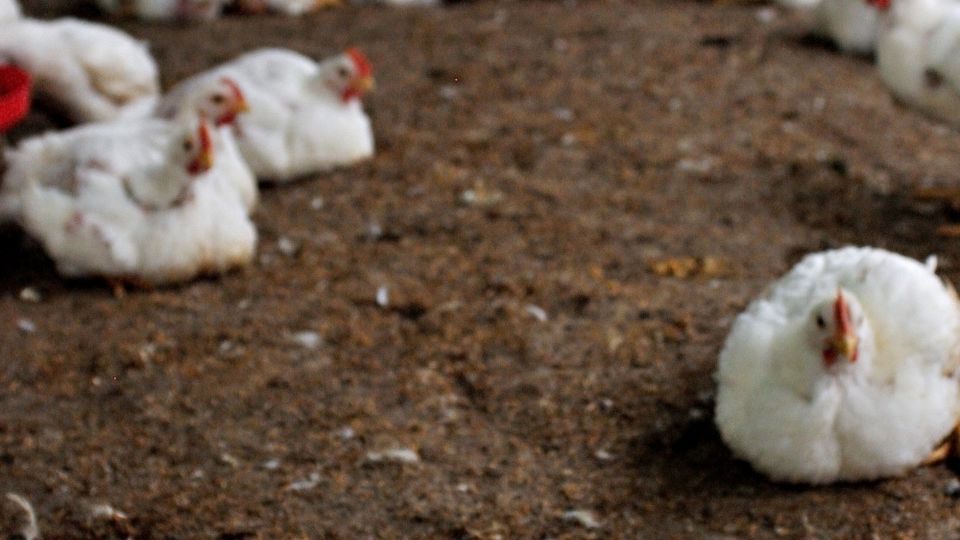 White chickens on a litter floor