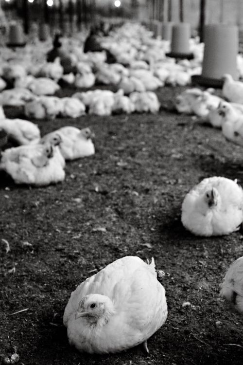 Free Black and white photo of chickens in an indoor poultry farm in Ecuador, highlighting livestock farming. Stock Photo