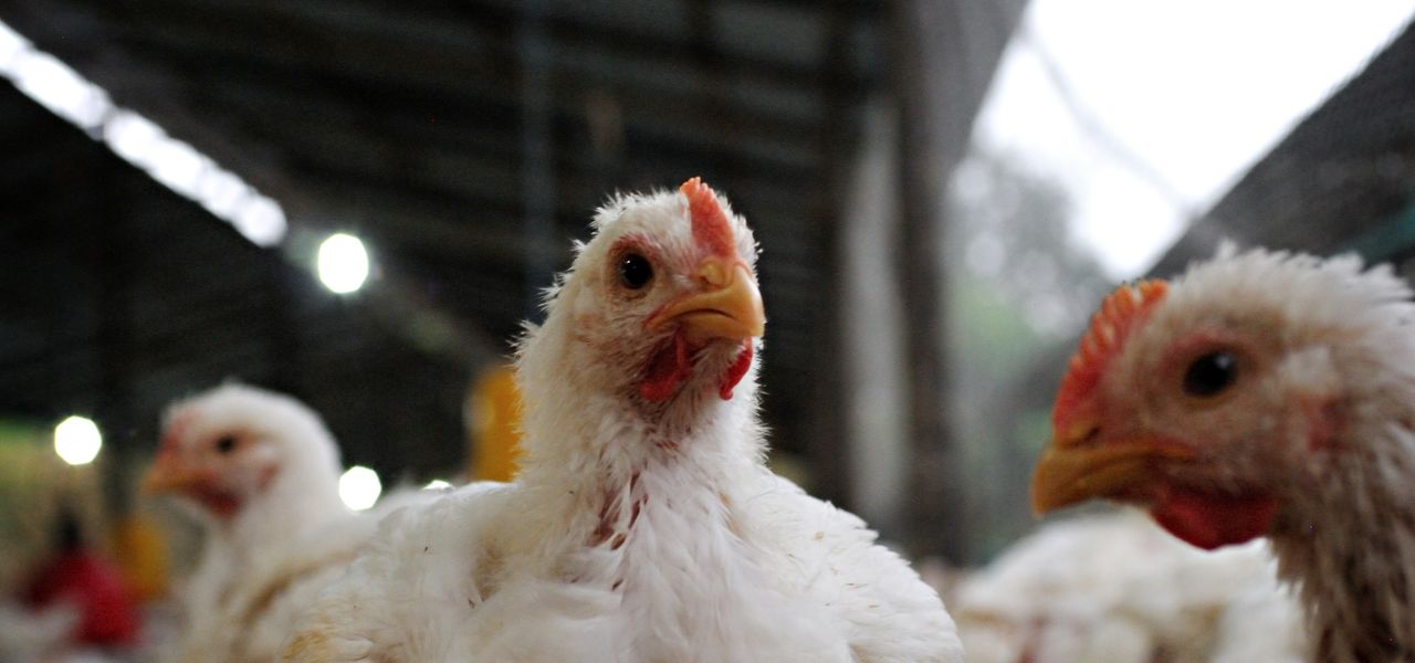 White broiler chickens inside a poultry house