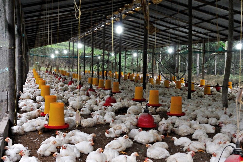 Interior de un galpón de pollos de engorde