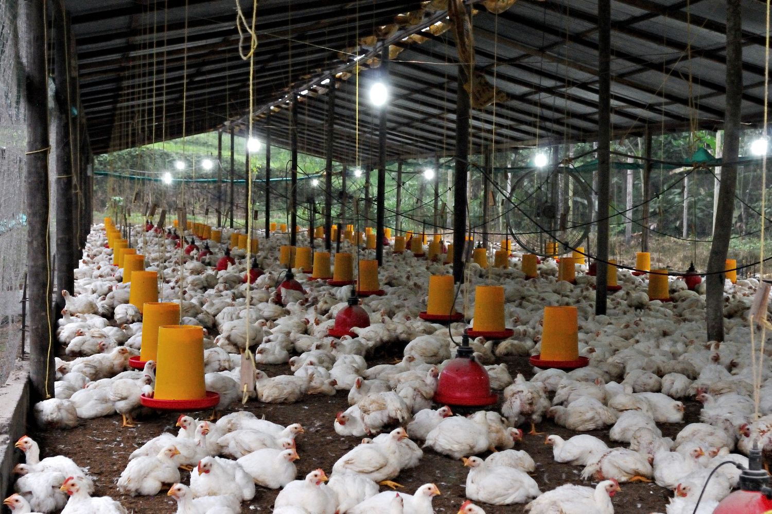 Boiler Chicken Photos, Download The BEST Free Boiler Chicken Stock ...