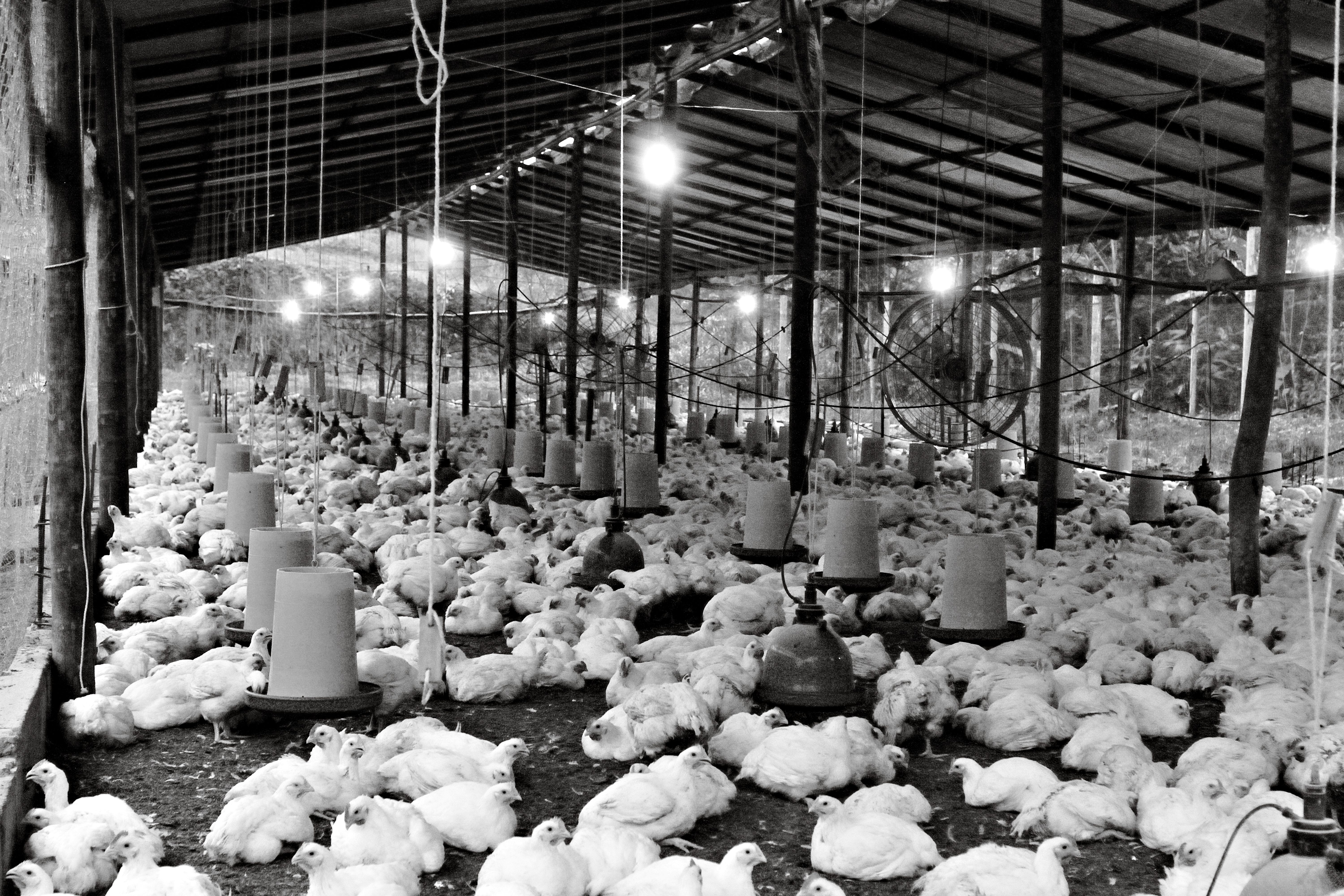 UK food safety chlorinated chicken