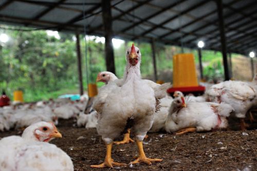 Free Chickens in a rustic henhouse in Ecuador, showcasing poultry farming conditions. Stock Photo