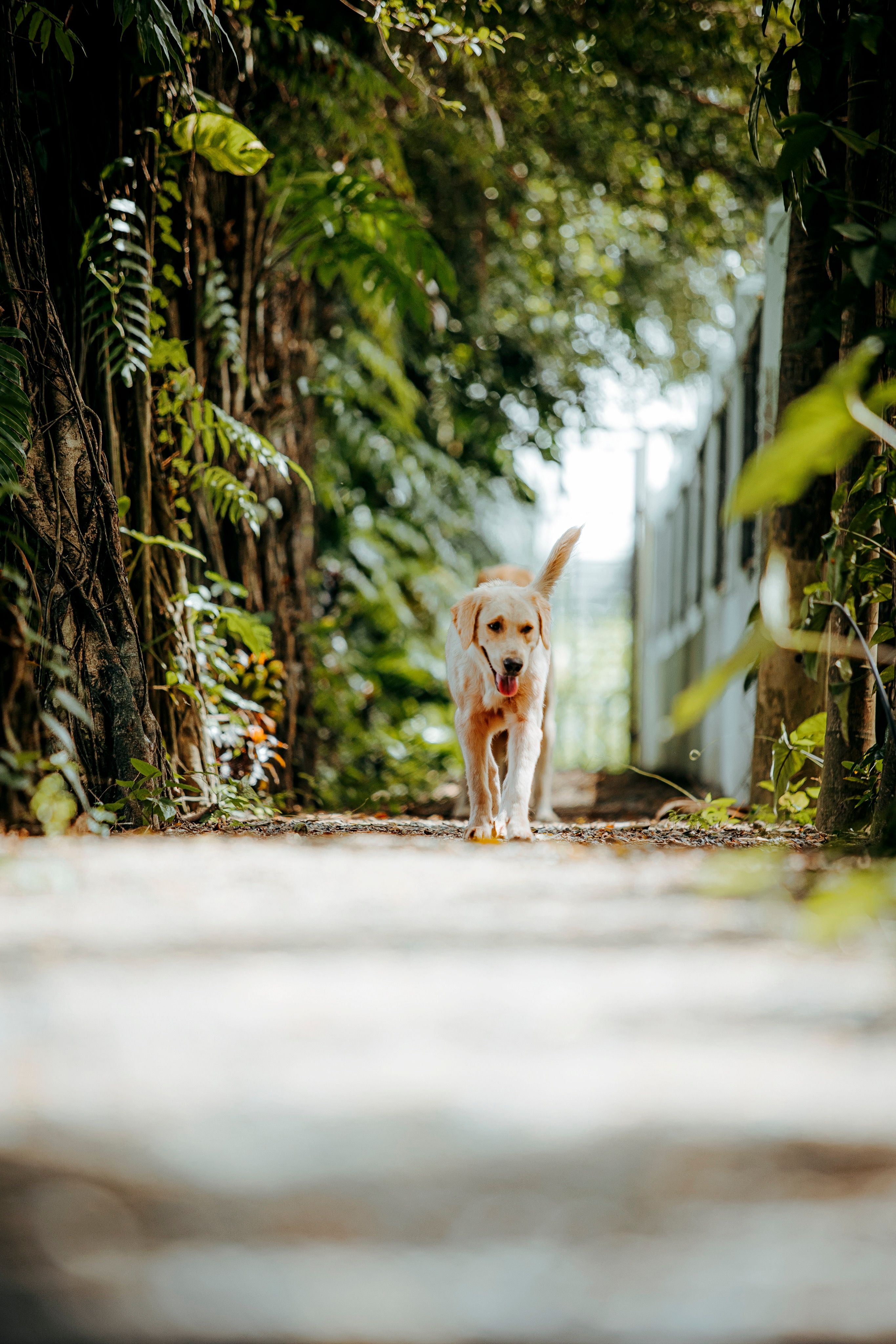 Golden Retriever Walking Through Green Pathway · Free Stock Photo