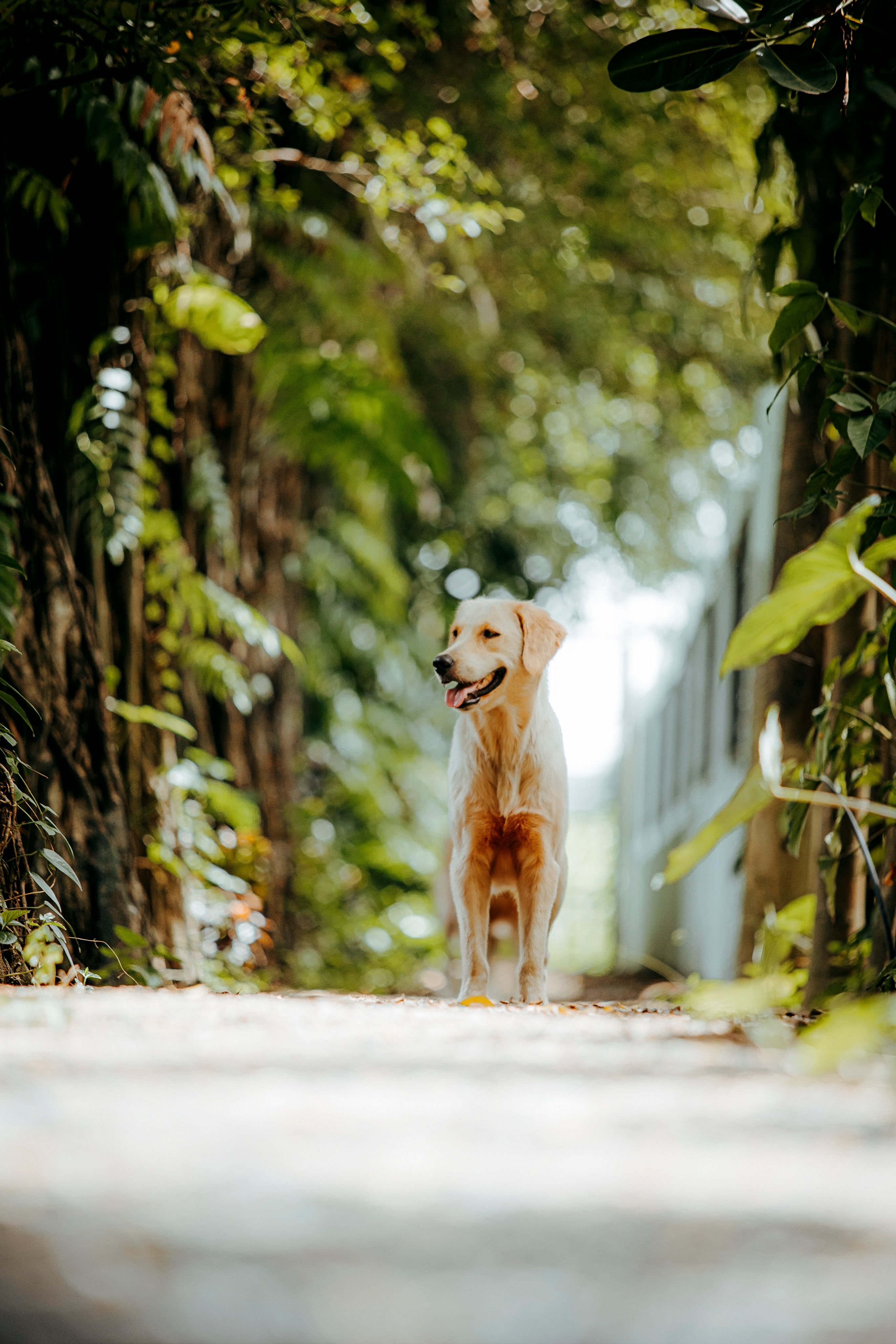 Golden Retriever in a Sunny Forest Pathway · Free Stock Photo