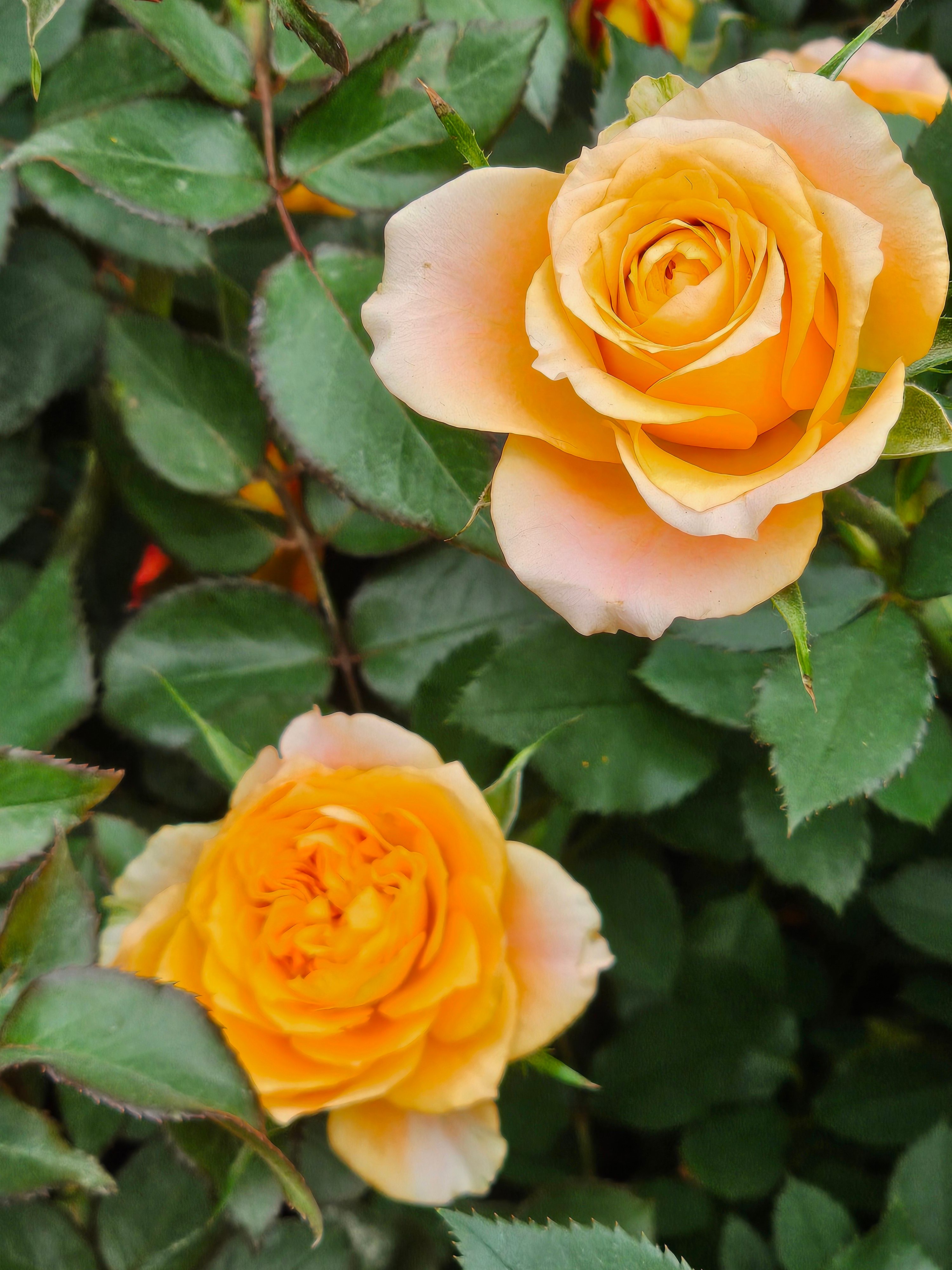 Close-up of Vibrant Yellow Roses in Garden · Free Stock Photo