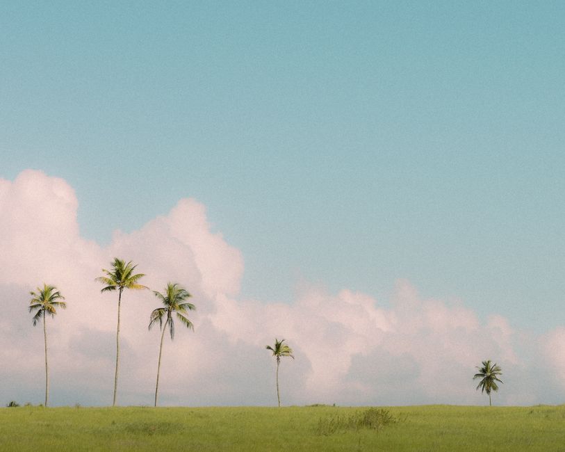 A peaceful scene of coconut palm trees under a bright blue sky, ideal for relaxation themes.