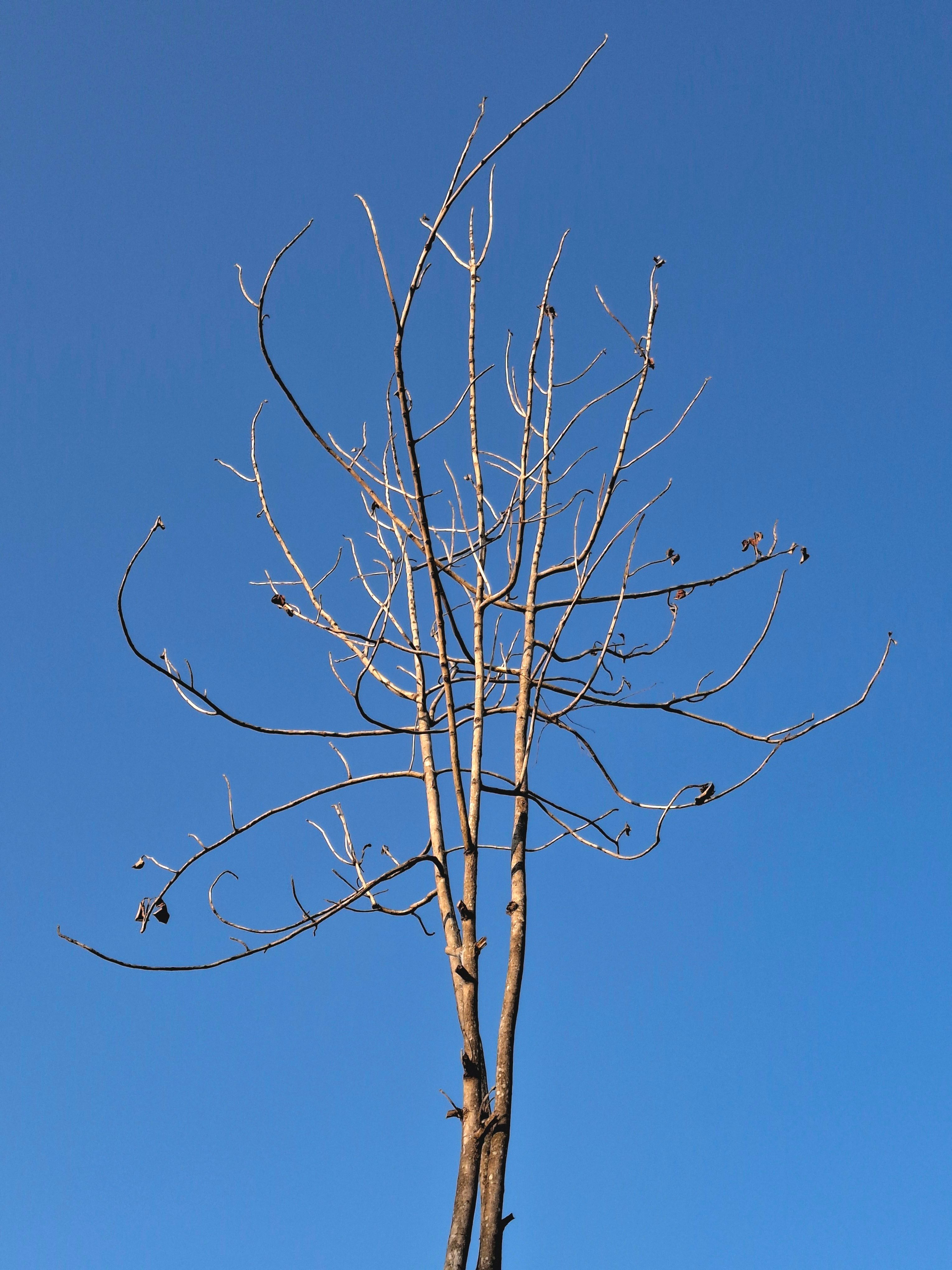 Barren Tree Against Clear Blue Sky · Free Stock Photo