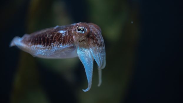 Detailed image of a cuttlefish showcasing its vibrant colors and intricate patterns in a serene underwater setting.