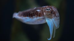 Looc Bay