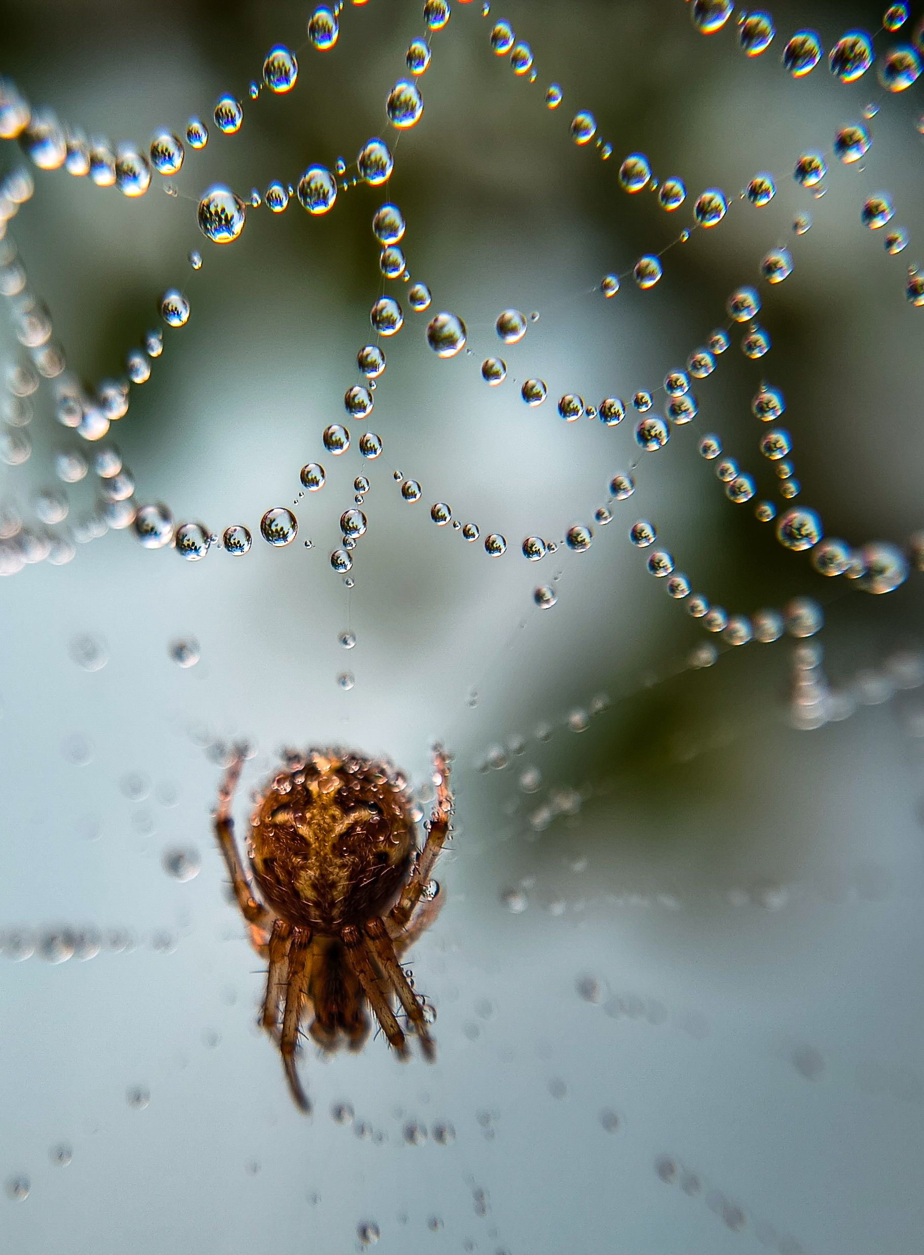 Close-up of a spider on a dew-laden web in the morning light.