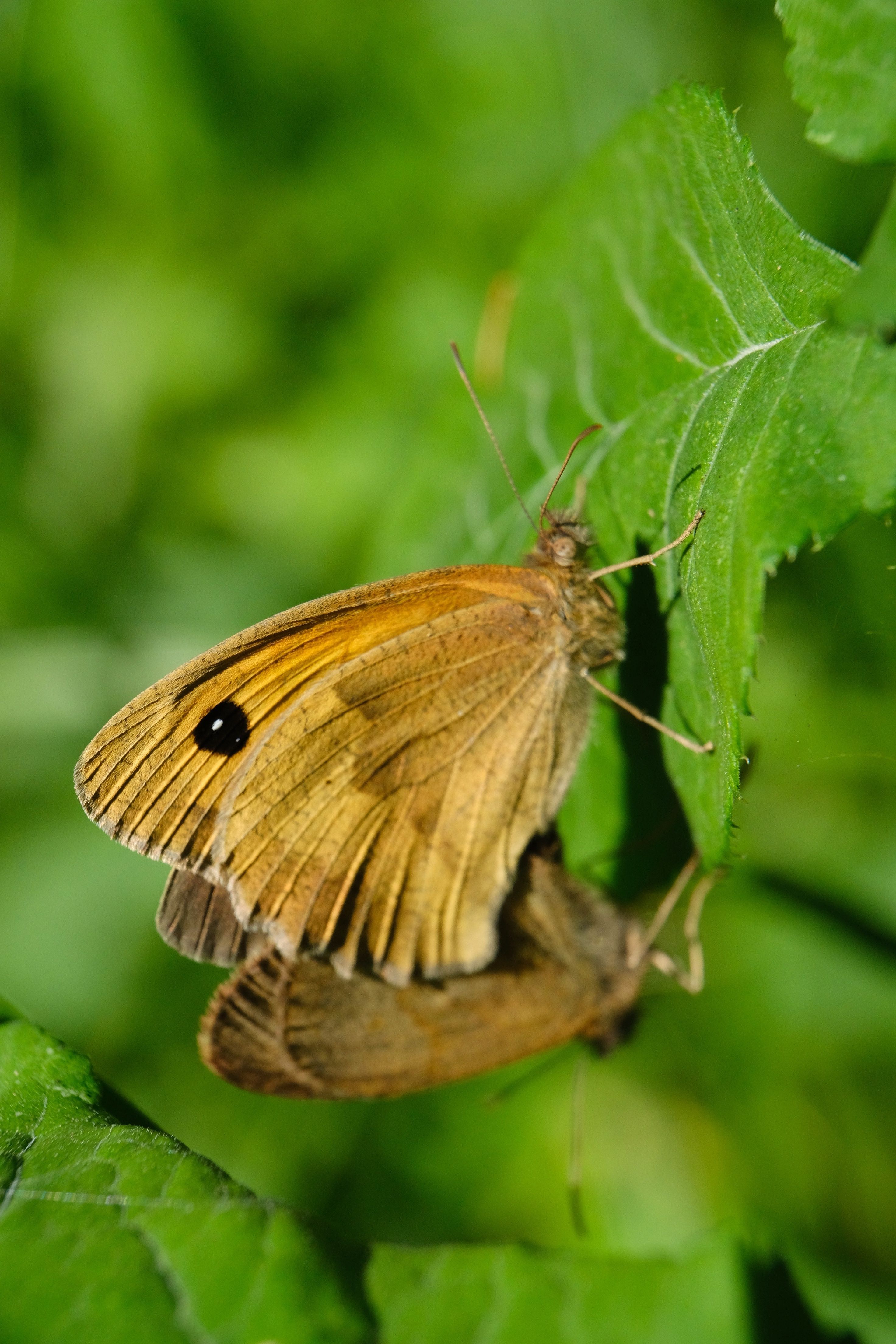 Close-up of Meadow Brown Butterflies Mating on Leaf · Free Stock Photo