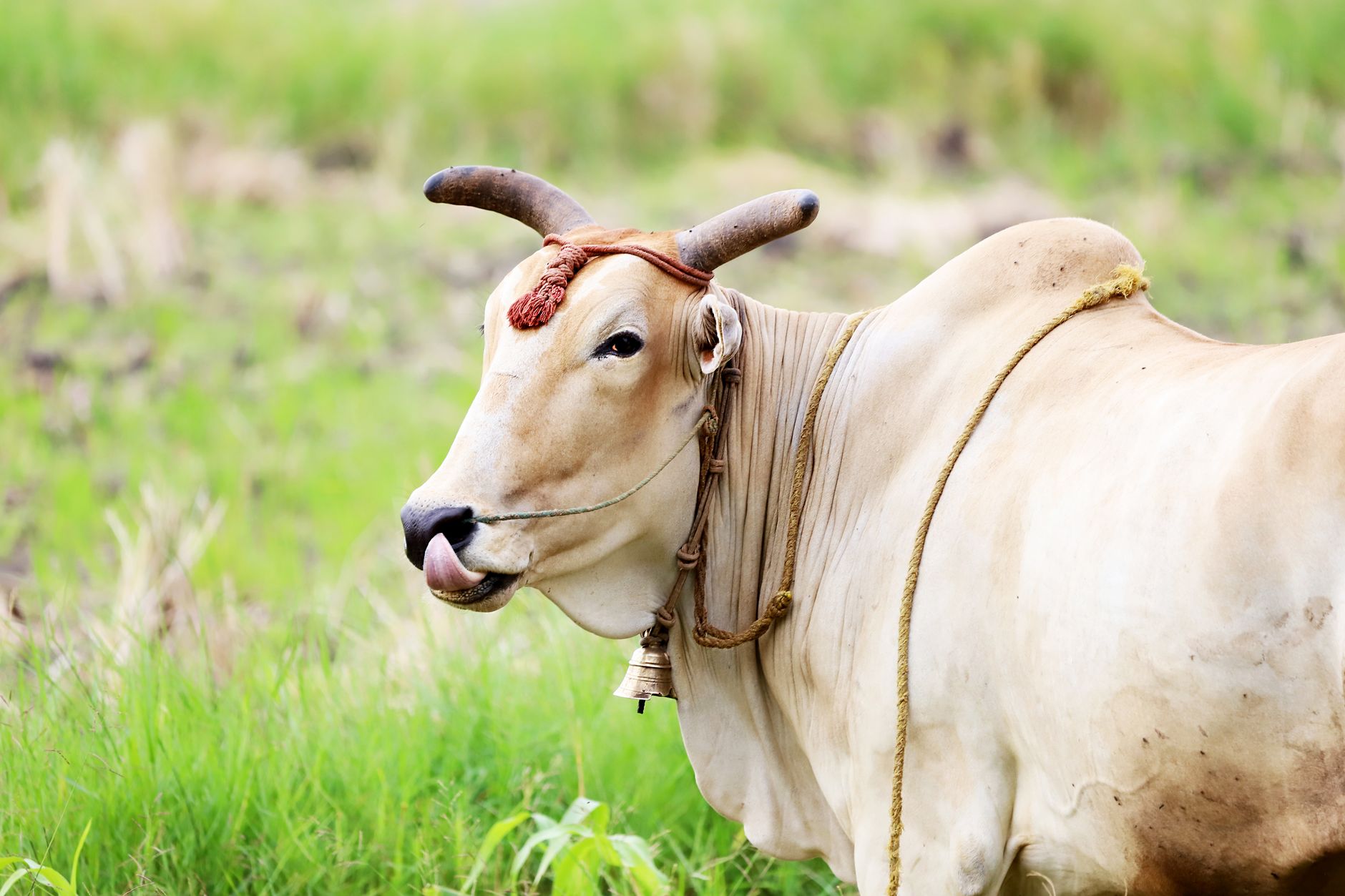 Icarivri Achieves Breakthrough In Sahiwal Breeding Using Advanced Reproductive Technologies