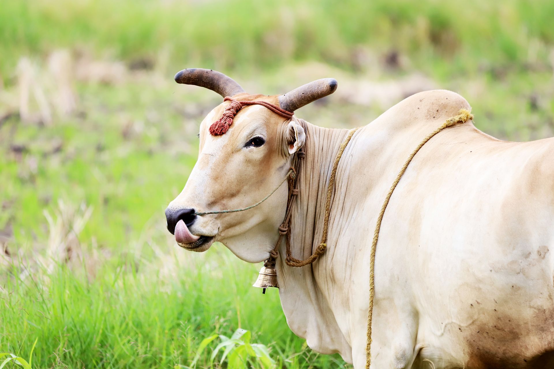 A cow with a bell and rope stands in a lush green field, showcasing rural animal life.