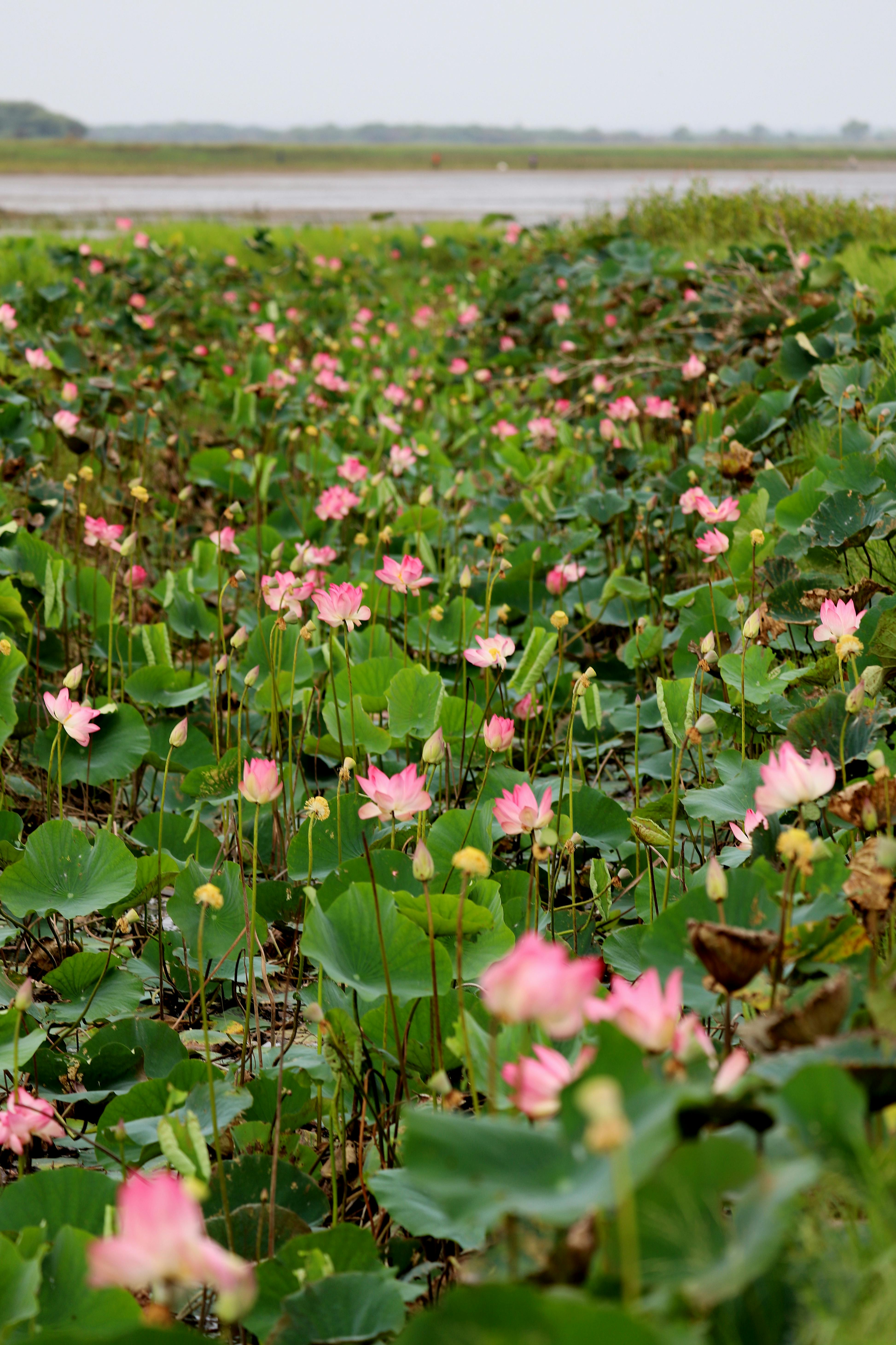 A field of pink lotus flowers surrounded by green leaves.