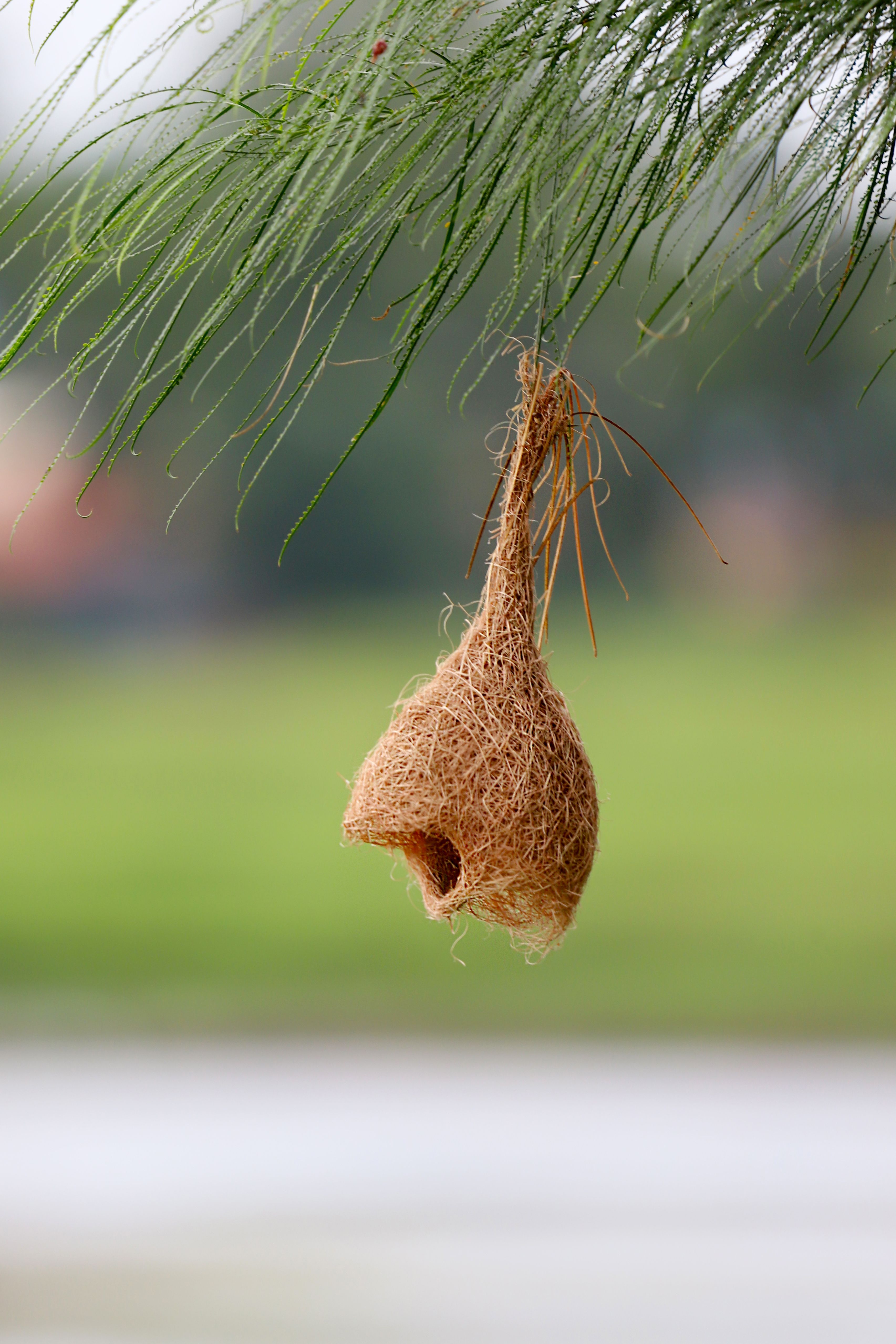 A detailed view of a weaver bird's nest suspended from a green tree branch.