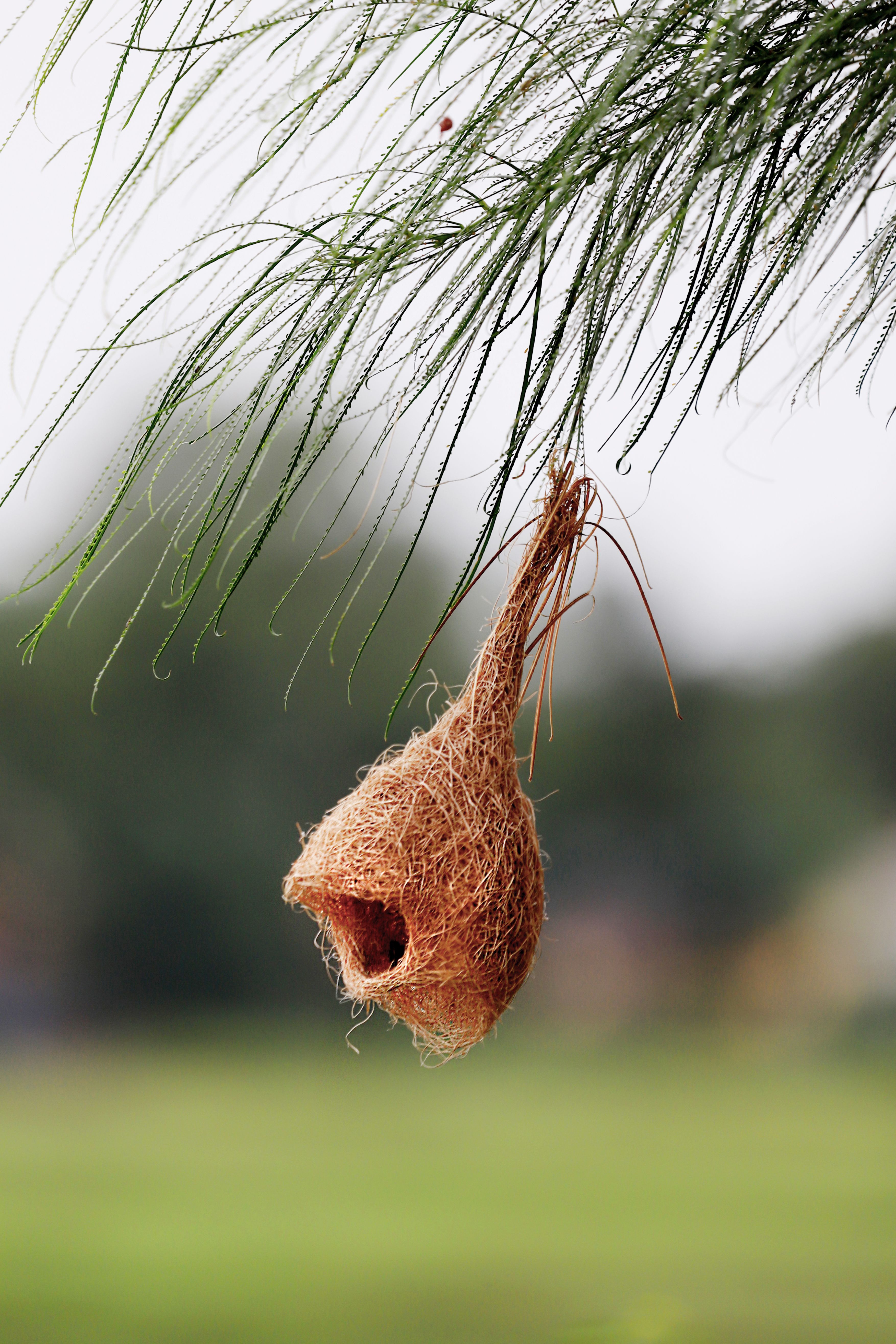 Close-up of a weaver bird nest hanging from a tree branch, showcasing intricate design.