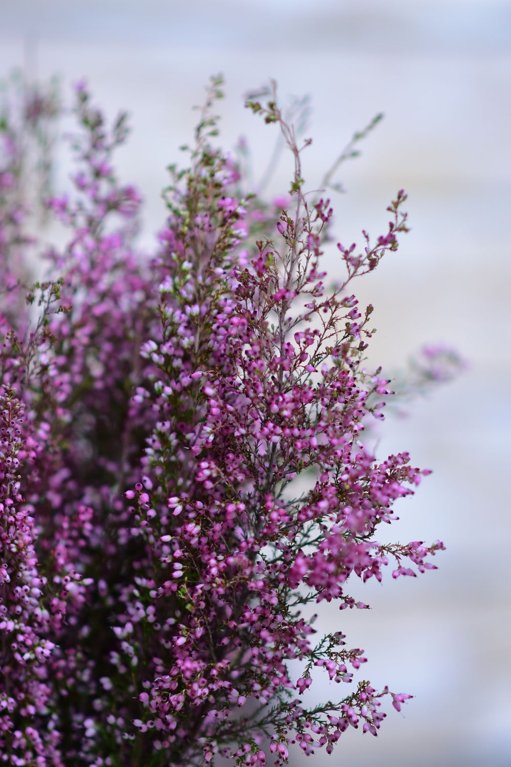 Spring Pink Heather Close-up of Vibrant Pink Heather Flowers in Bloom · Free Stock Photo
