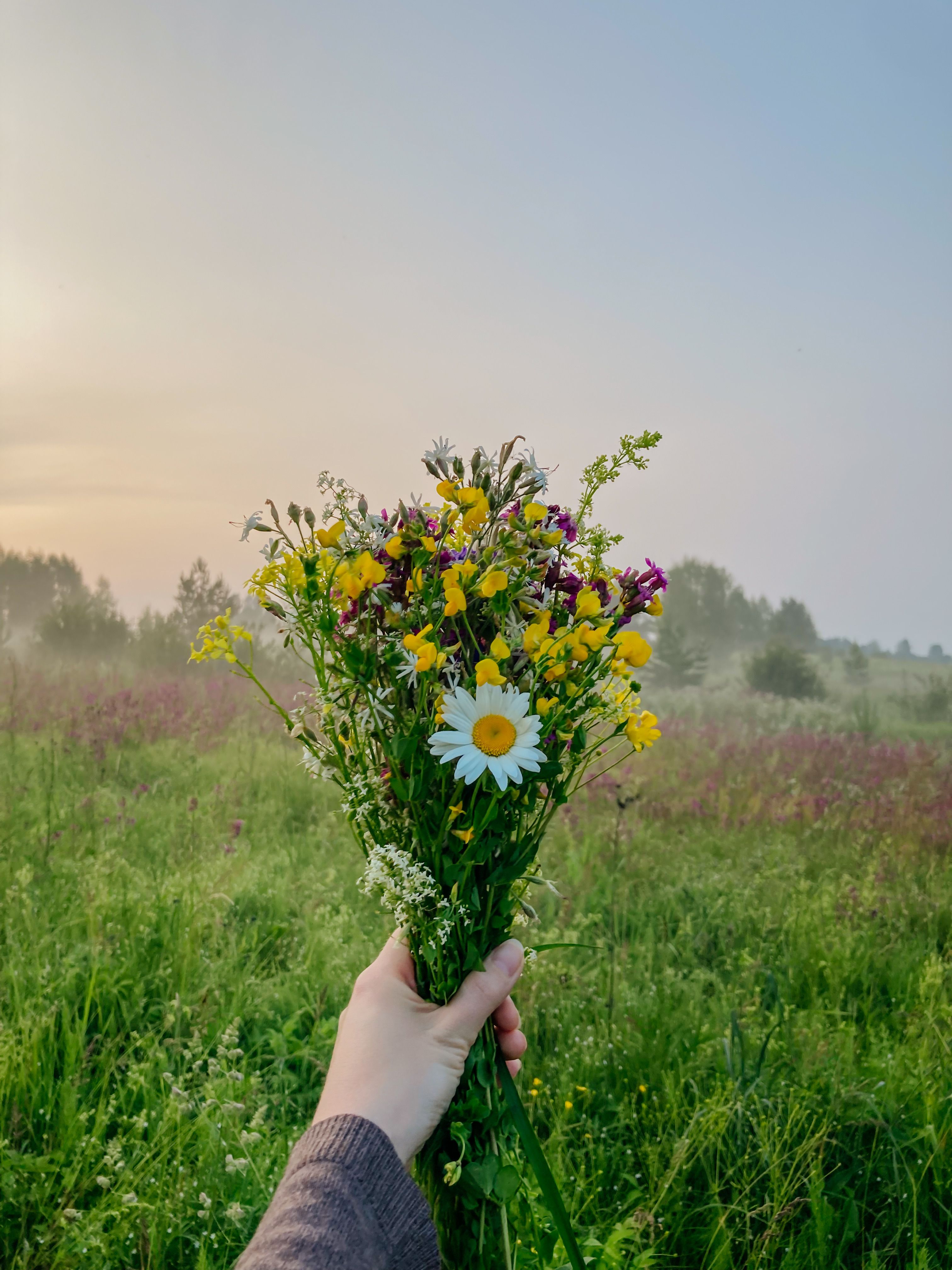 A hand holding a colorful wildflower bouquet in a lush meadow at sunrise.