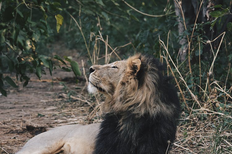 A Lion Lying On The Field