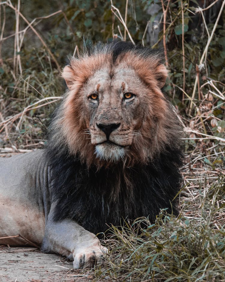 A Lion Lying On The Field