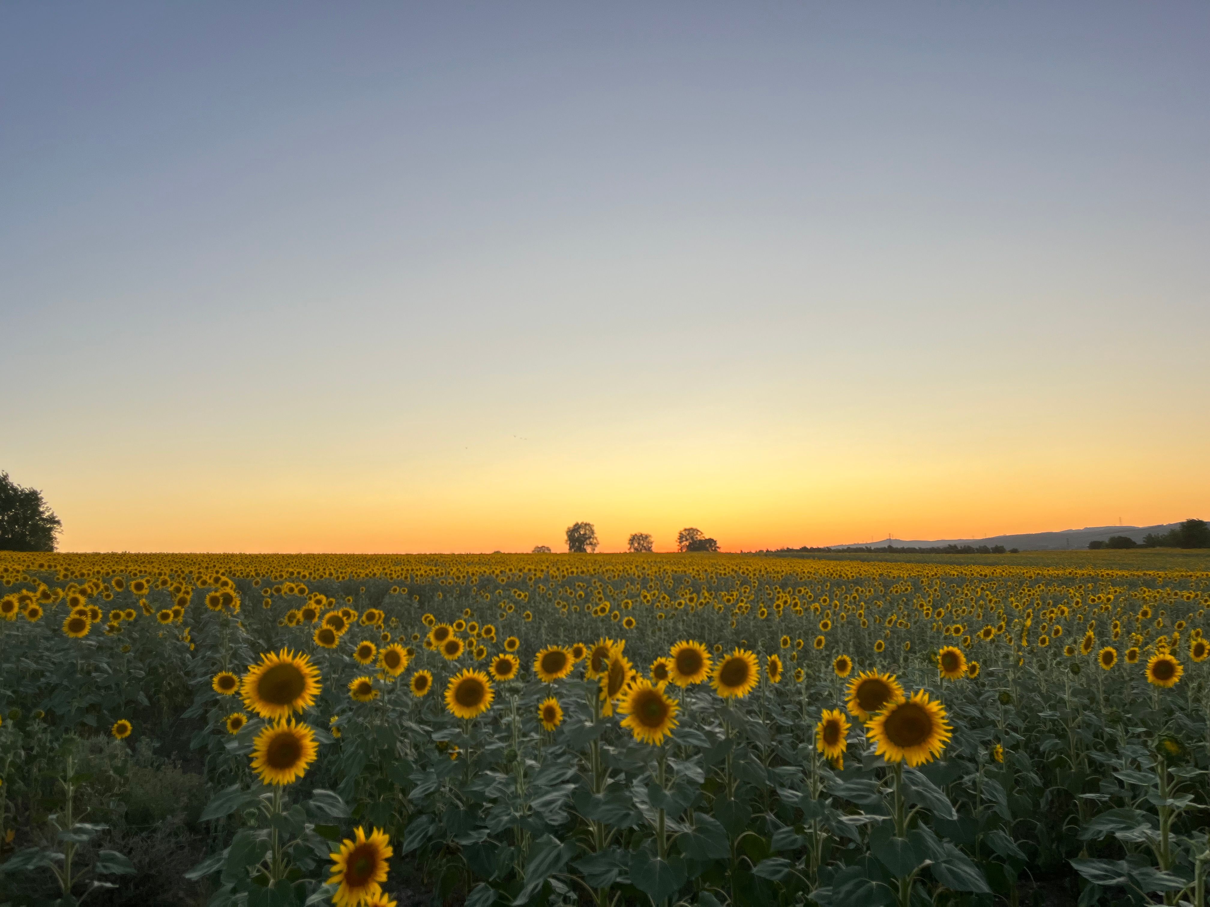 Landscape Photography of Sunflower Field during Sunset · Free Stock Photo