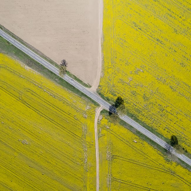 Drone shot of intersecting roads through vibrant yellow agricultural fields in Romania.