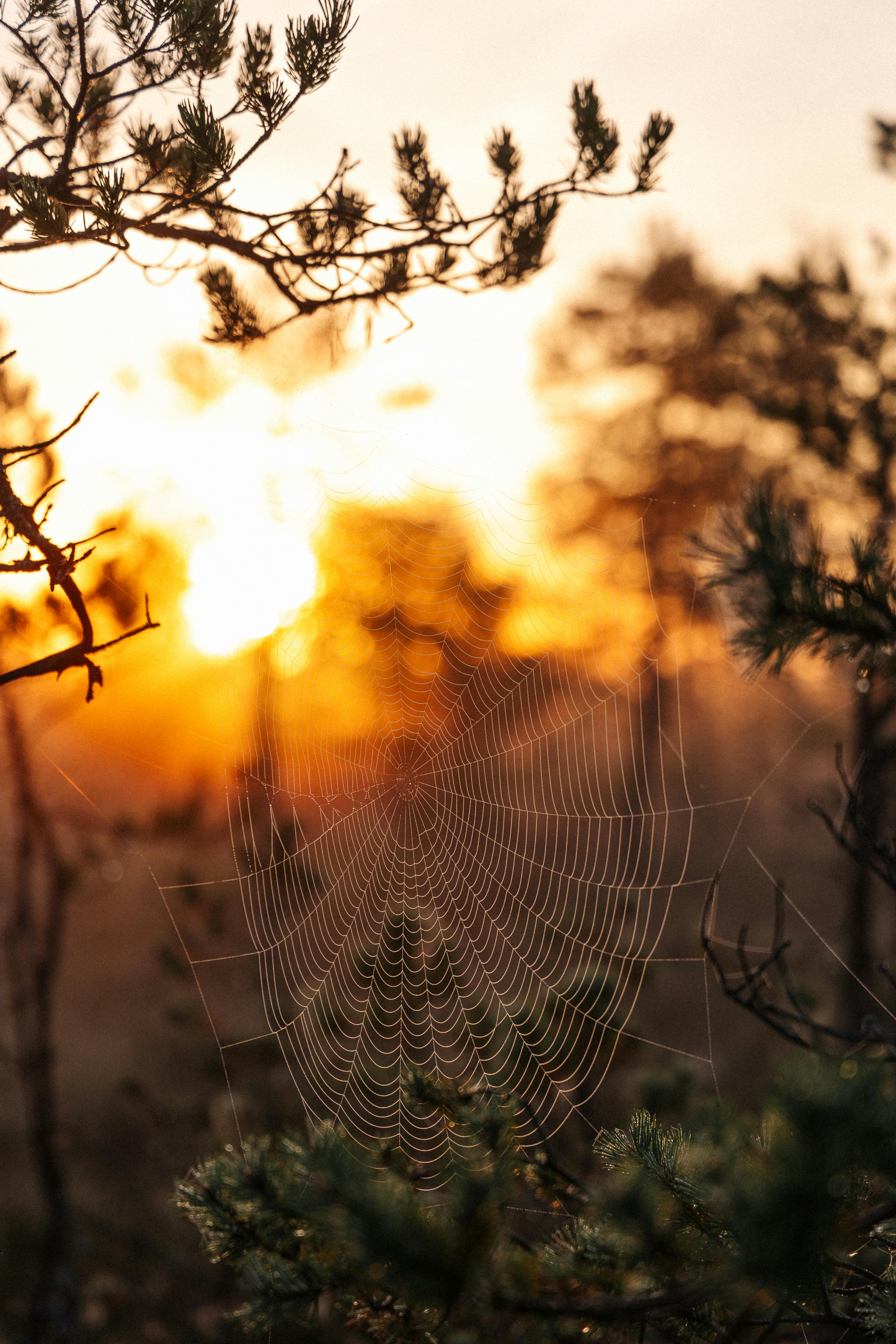 A detailed spider web glistens in a forest at sunset, creating a serene and natural ambiance.