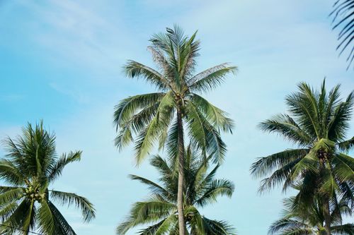 Free A serene view of tall tropical palm trees swaying under a clear blue sky, capturing the essence of summer. Stock Photo