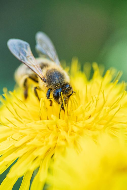 Free Macro shot of a honeybee collecting pollen from a bright yellow dandelion flower. Stock Photo
