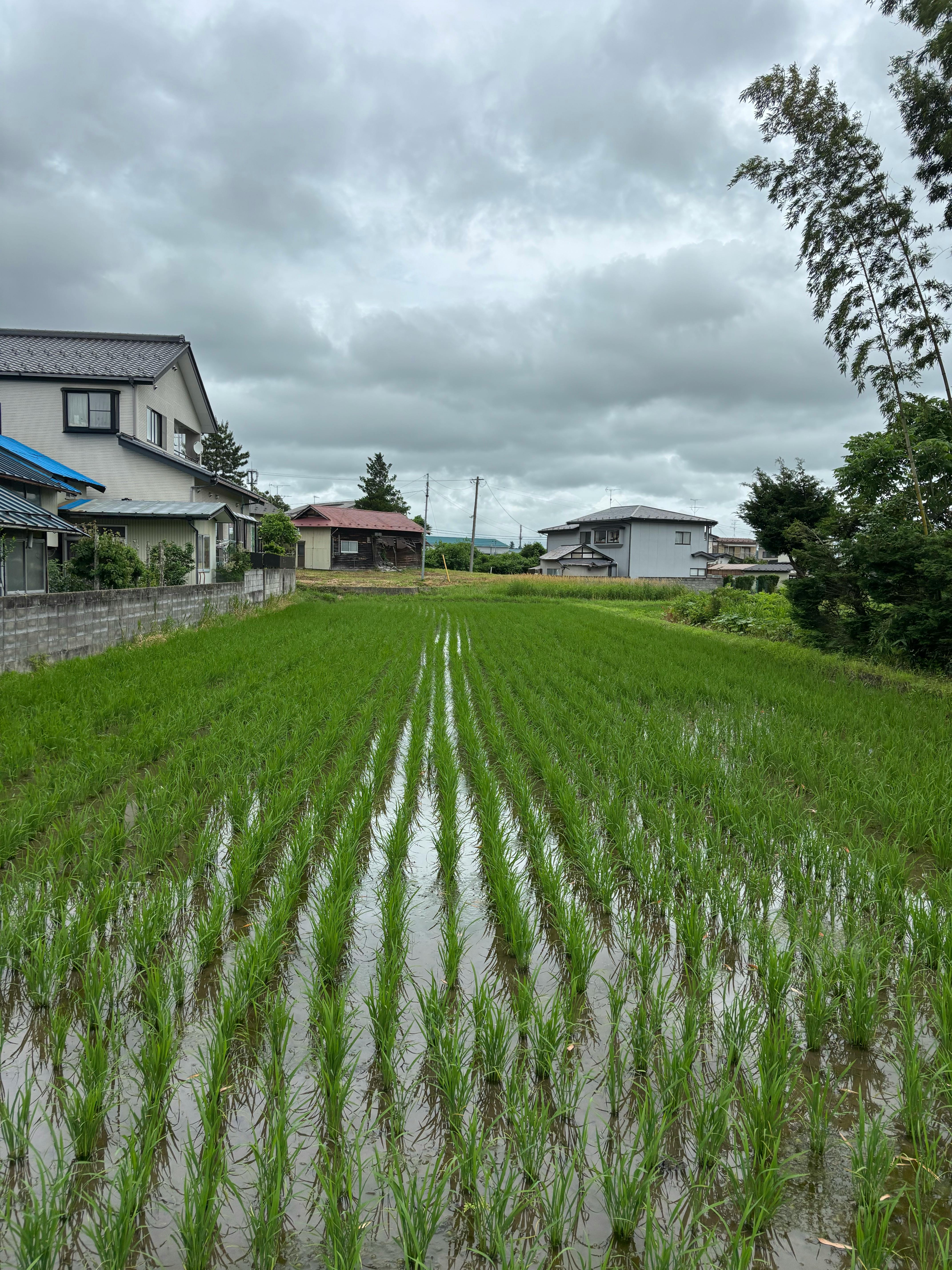 Rice paddies in a Japanese rural town