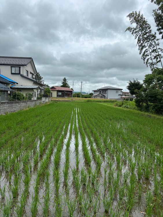 Rice paddies in a Japanese rural town