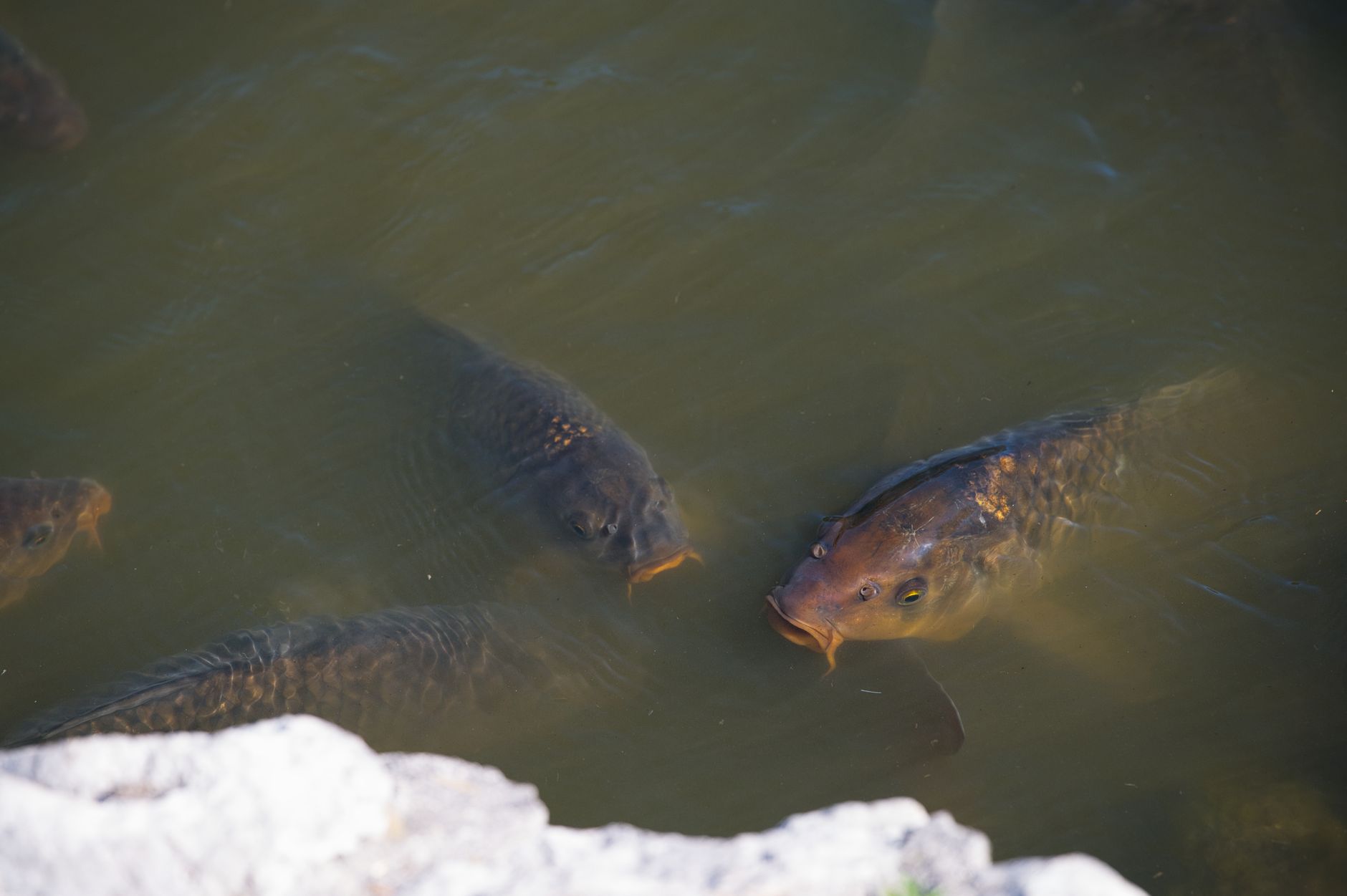 Group of common carps swimming near a rock in natural water, photographed outdoors in Slovakia.