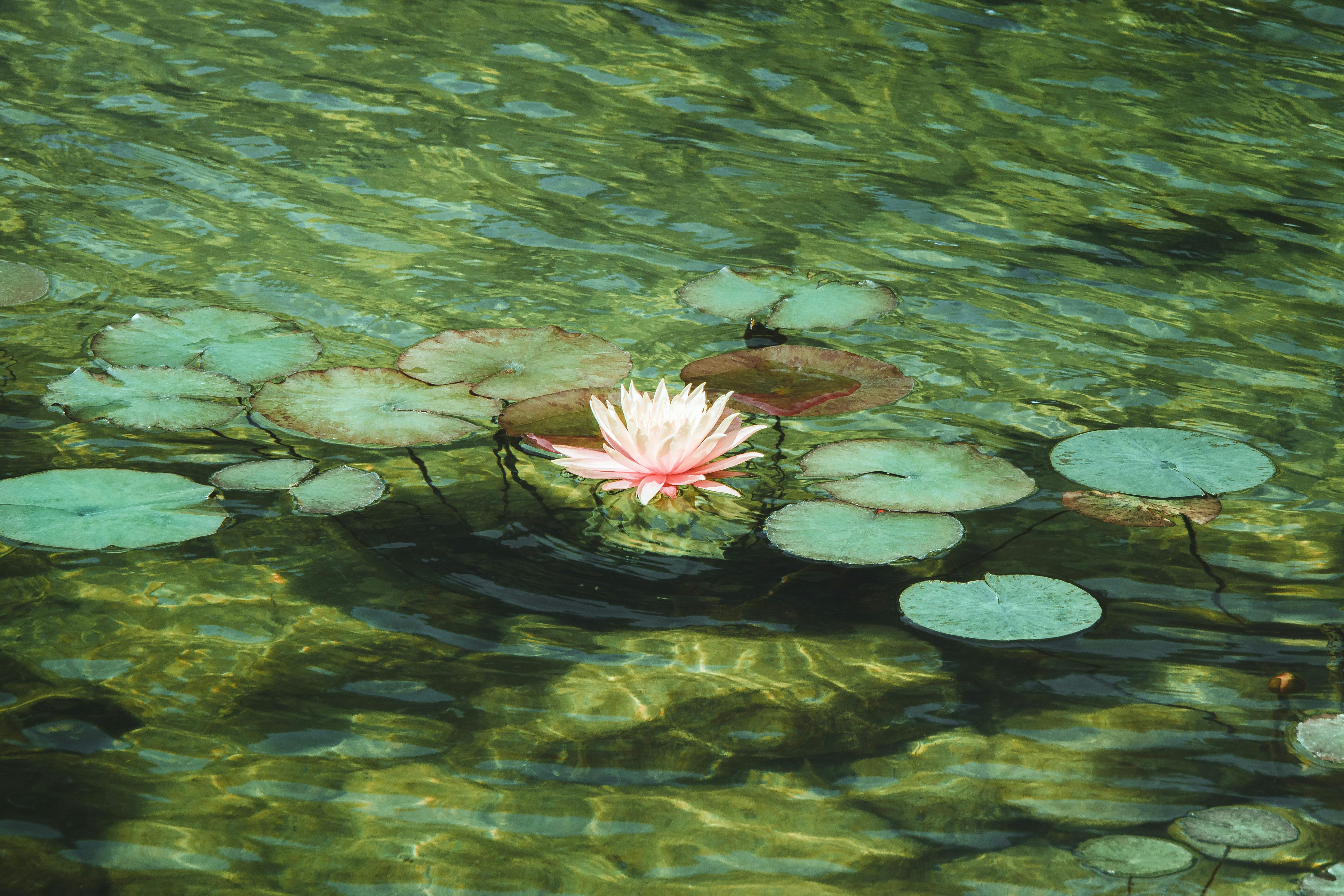 [ColoSach]-a-tranquil-scene-of-a-single-water-lily-surrounded-by-lily-pads-on-a-clear-pond.