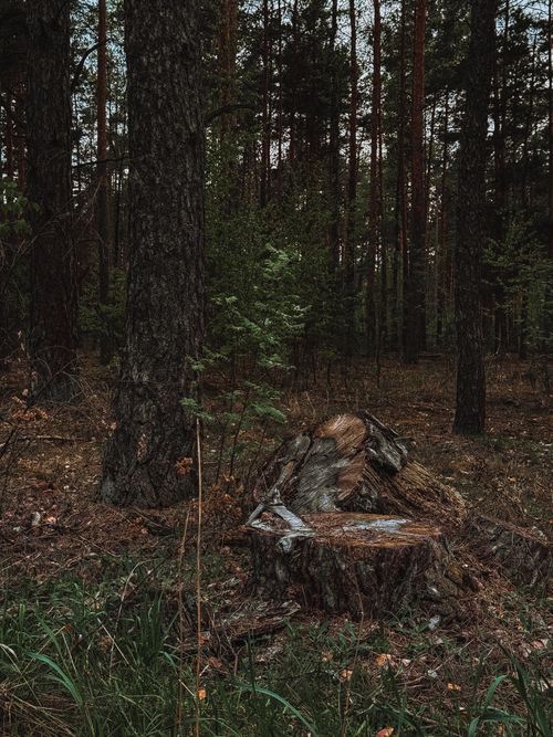 Free A serene forest landscape featuring a mossy tree stump surrounded by tall trees. Stock Photo