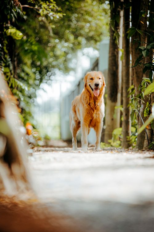Free A joyful Golden Retriever standing on a sunlit forest path, exuding a warm and inviting ambiance. Stock Photo