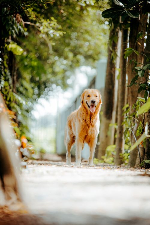 Free Golden Retriever walking in a lush outdoor pathway during daytime. Vibrant and lively mood. Stock Photo
