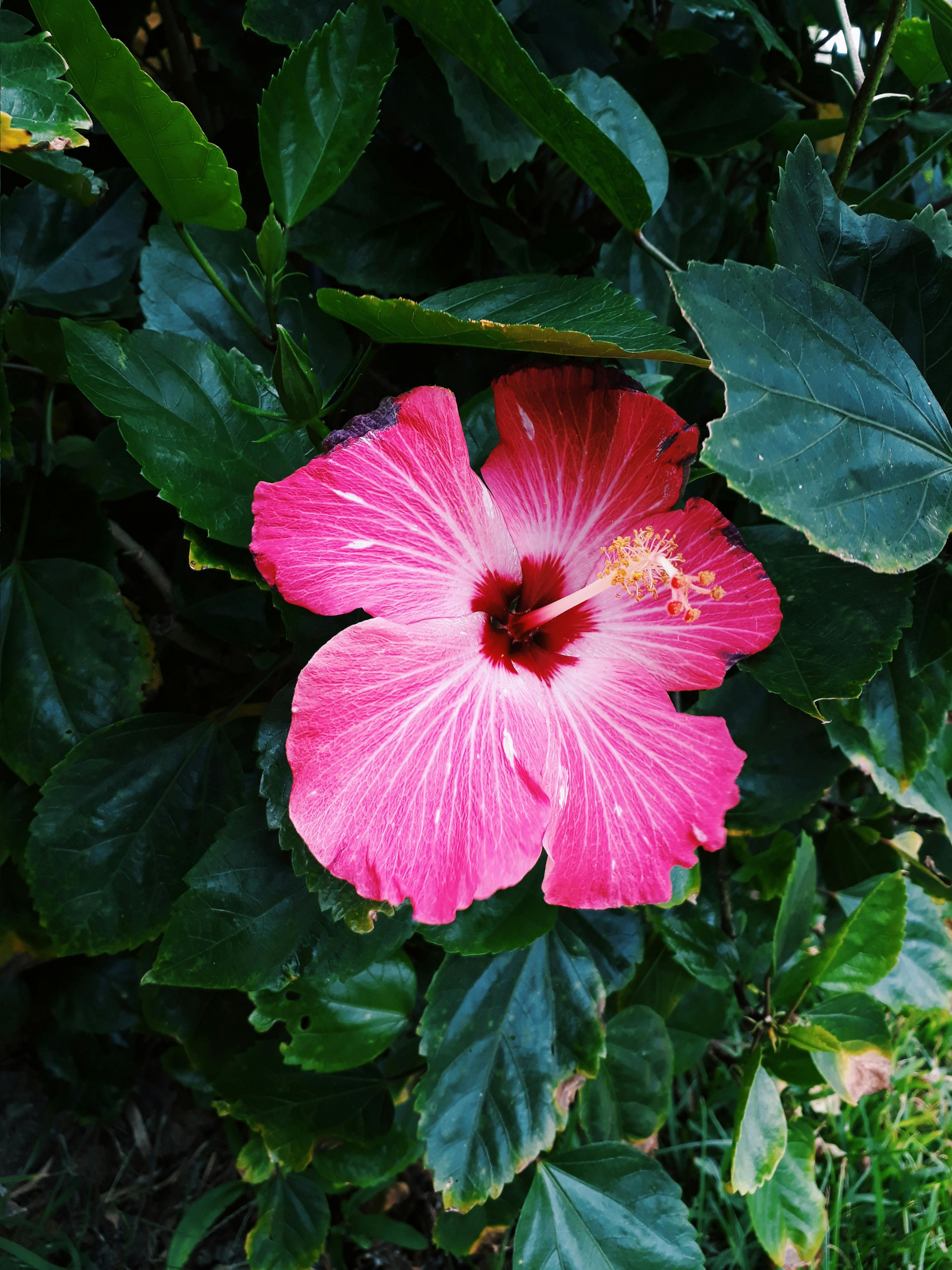 Free stock photo of beautiful flower, flower, hawaii