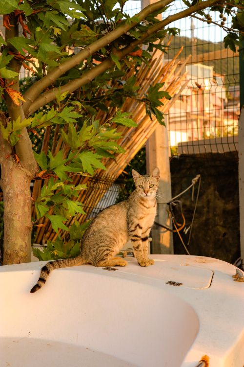 Free A tabby cat sits on a white surface in an outdoor setting, with trees and bamboo in the background. Stock Photo