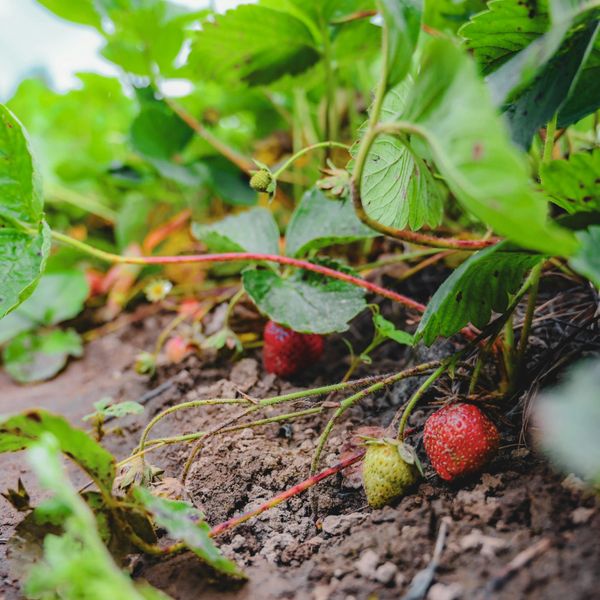 Everbearing Strawberry Plants (10)