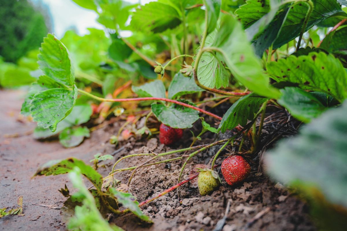 planter fraises en hauteur - Sélectionner les variétés de fraises adaptées
