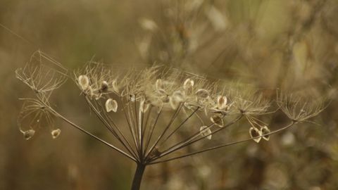 Seeding explained: what it is for and how it is decided