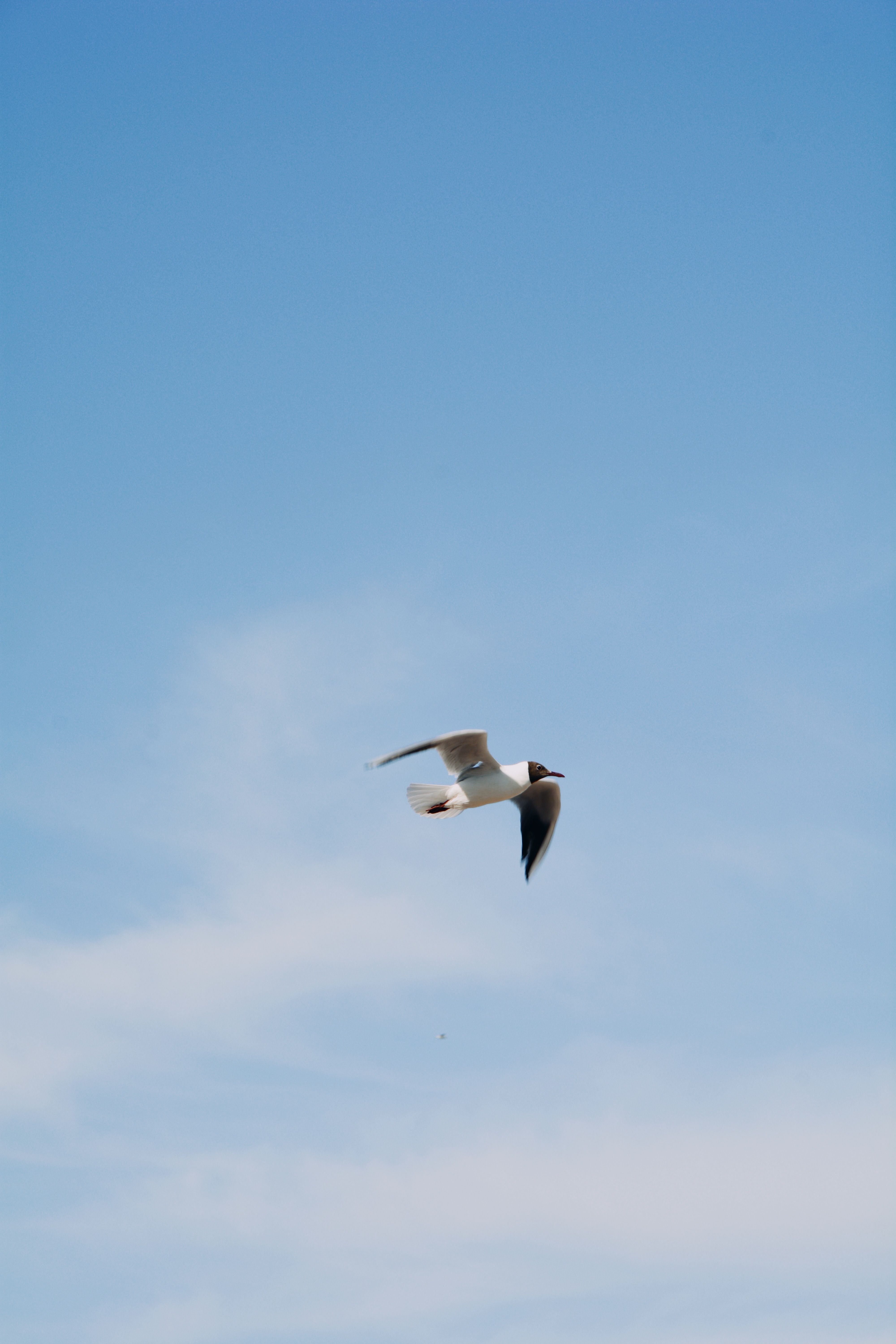 A seagull gracefully flies across a clear blue sky in Balkhash, Kazakhstan.